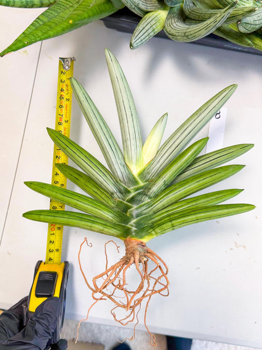 Sansevieria Ice Man (8) | Rare Plant