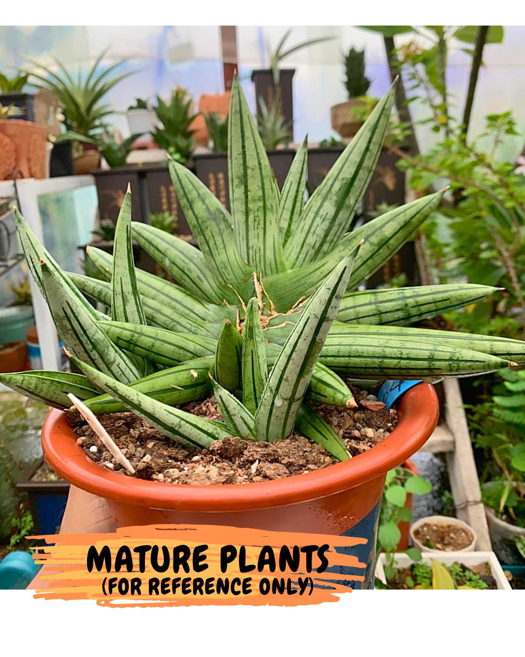 Sansevieria Fatman (9) | Rare Plant