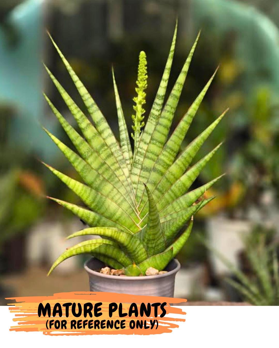 Sansevieria Inshalla (14) | Imported Hybrids