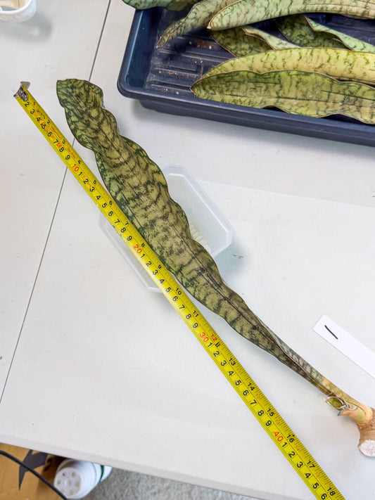 Sansevieria Kirkii Pepito (1) | Rare House Plant