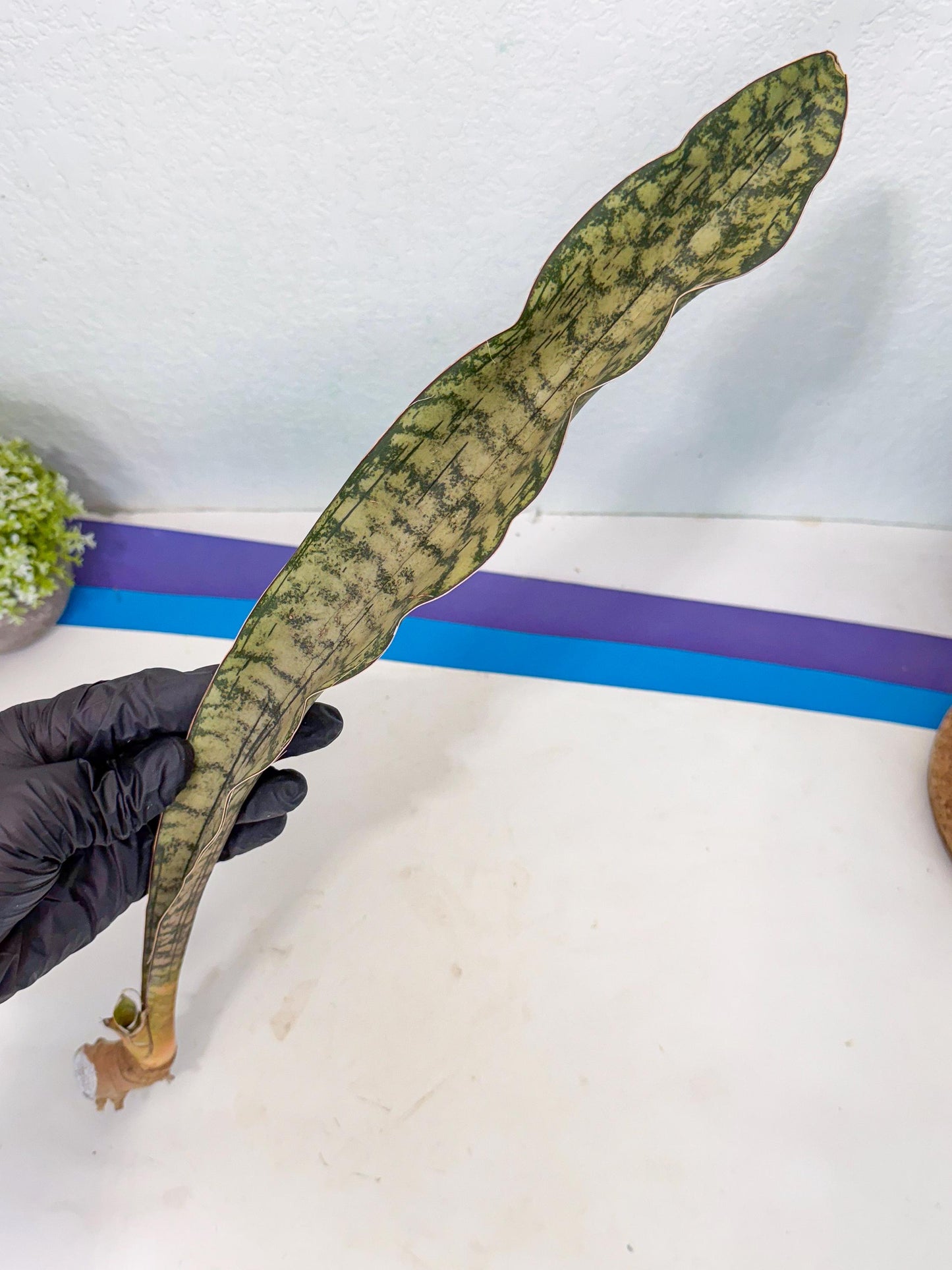 Sansevieria Kirkii Pepito (1) | Rare House Plant