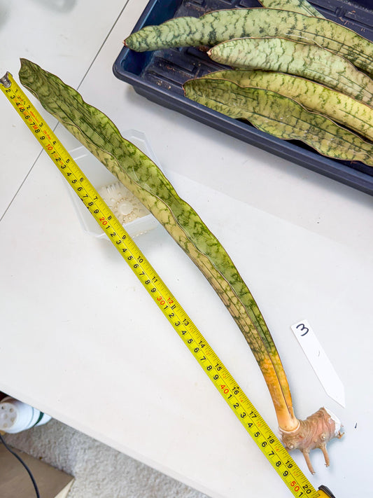 Sansevieria Kirkii Pepito (3) | Rare House Plant