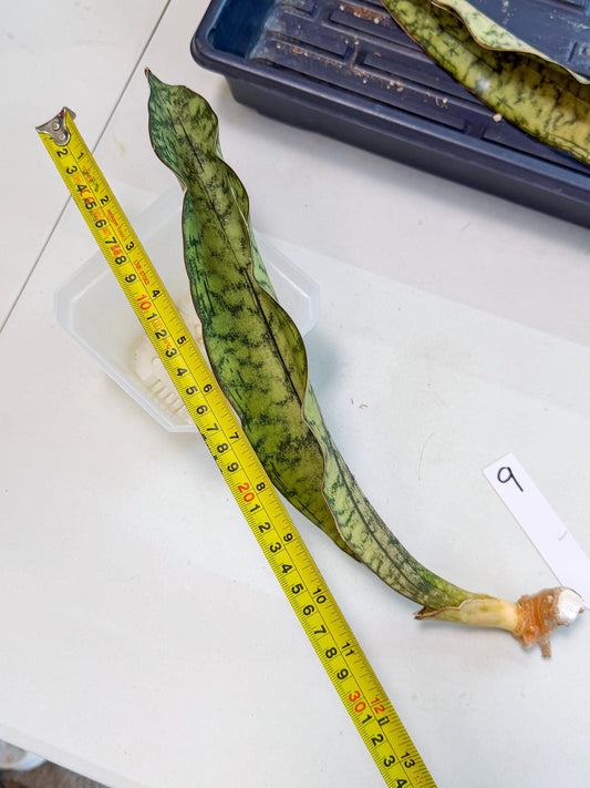 Sansevieria Kirkii Pepito (9) | Rare House Plant