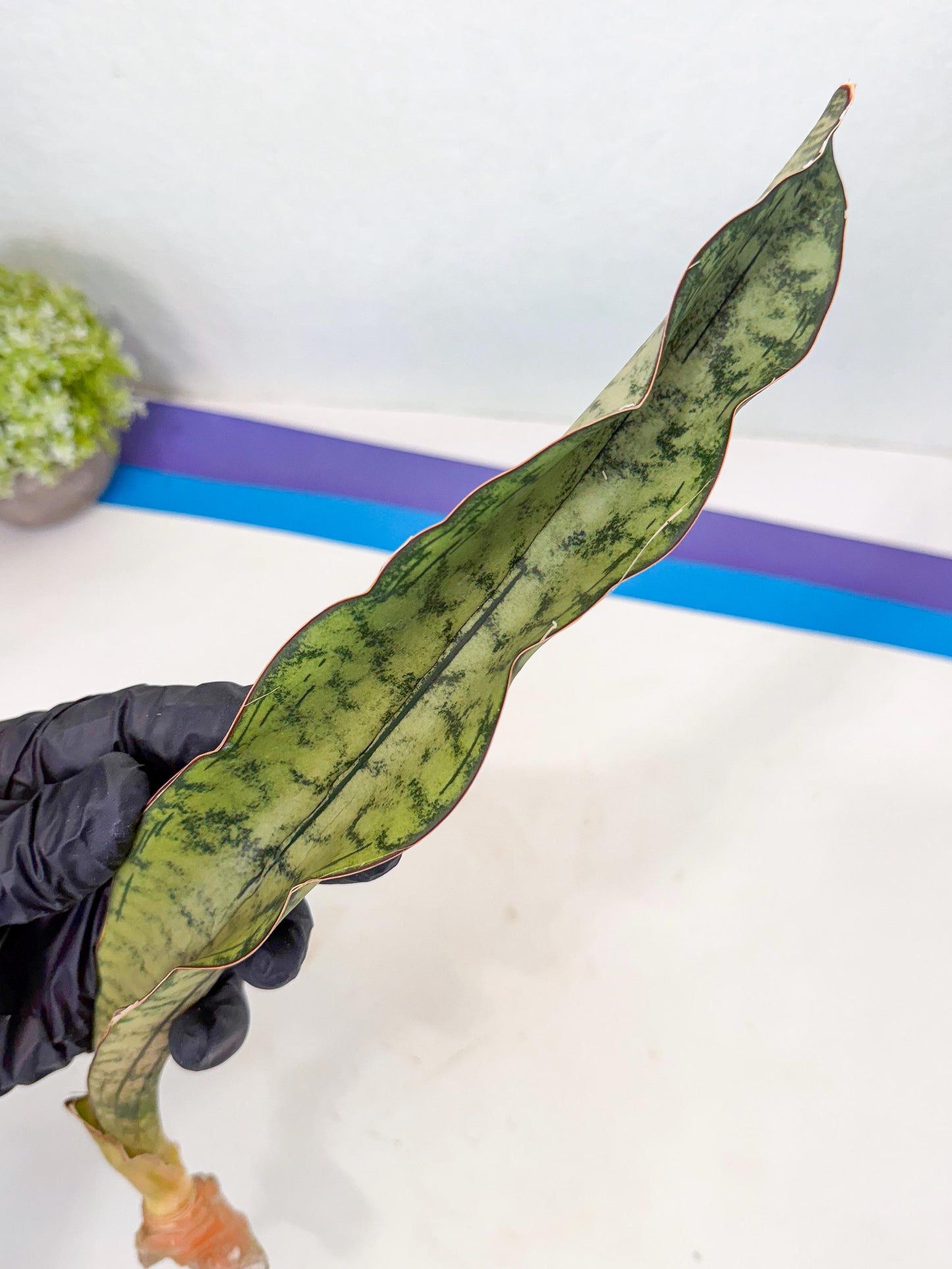 Sansevieria Kirkii Pepito (9) | Rare House Plant