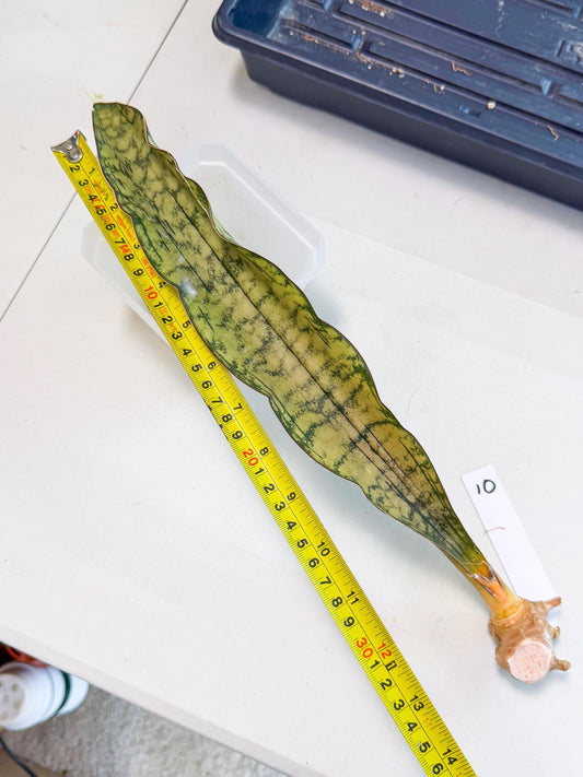 Sansevieria Kirkii Pepito (10) | Rare House Plant
