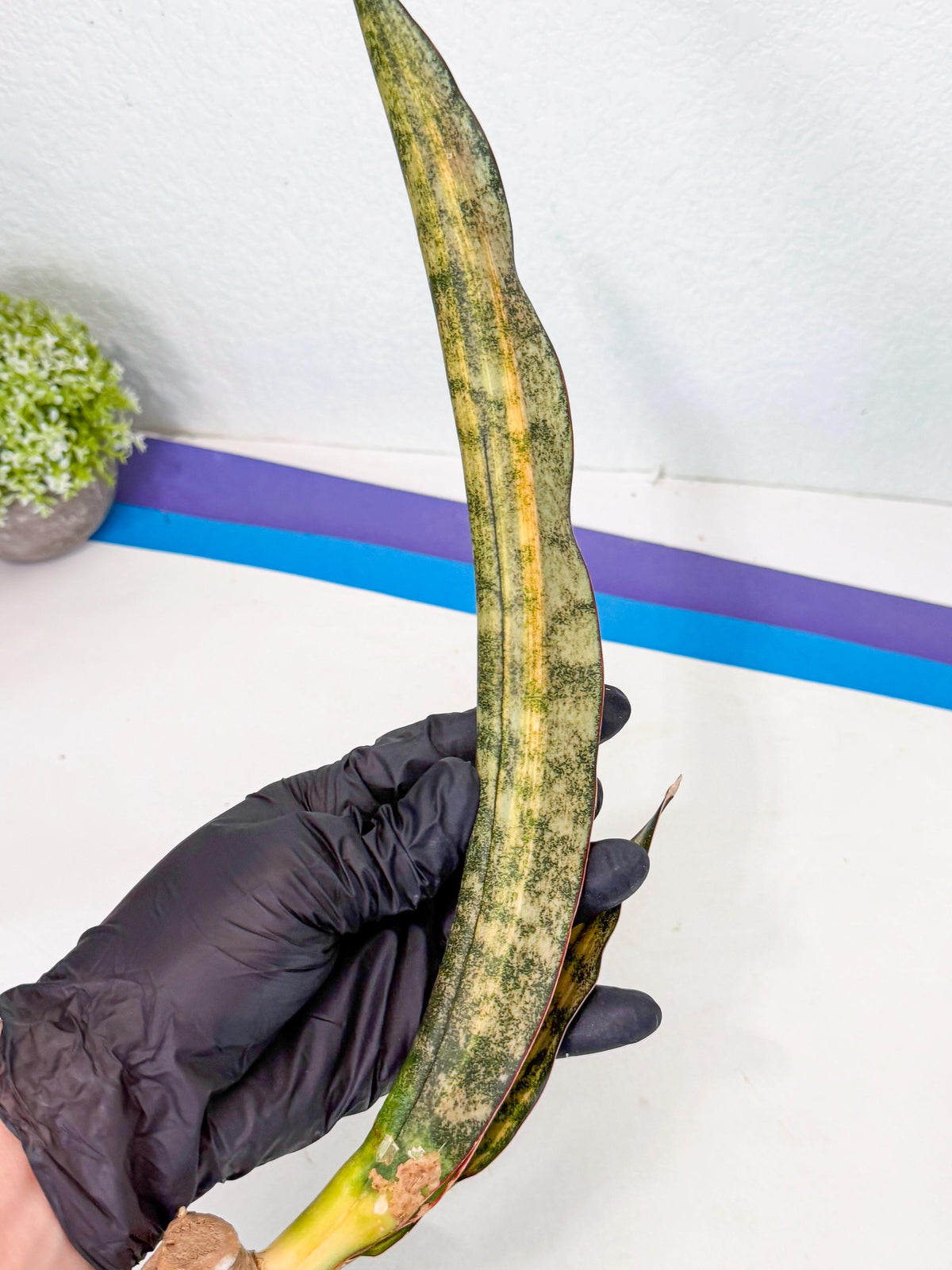 Sansevieria Kirkii Coppertone Var (2) | For Advanced Grower