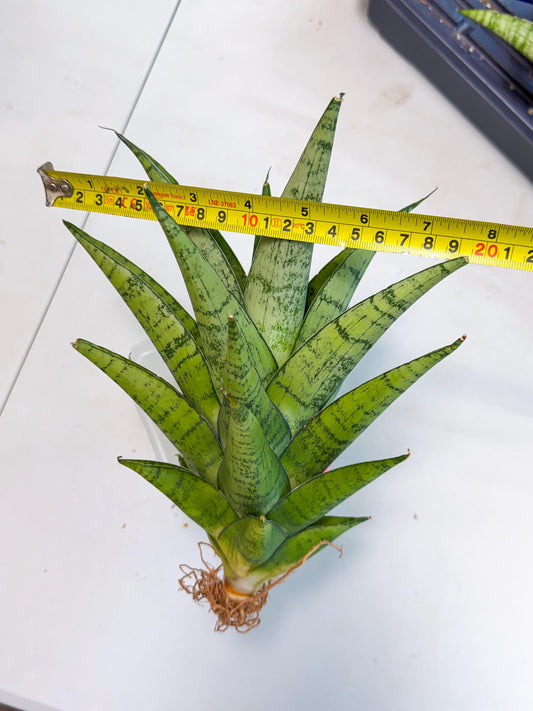 Sansevieria Piano (p) | Imported Indoor Snake Plant