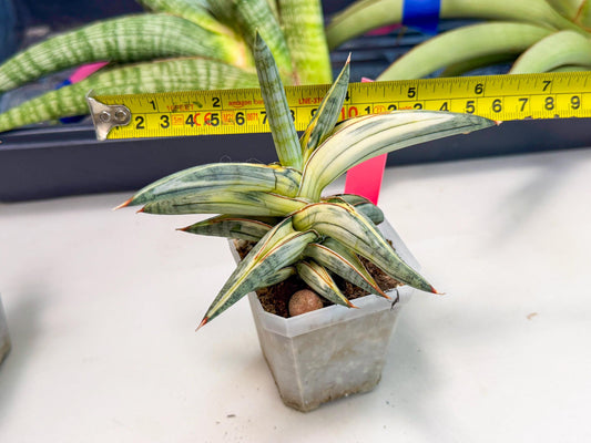 Sansevieria Blue Clone White Var (p) | Exact Plant From Listing