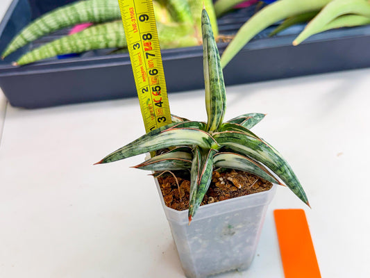 Sansevieria Blue Clone White Var (o) | Exact Plant From Listing
