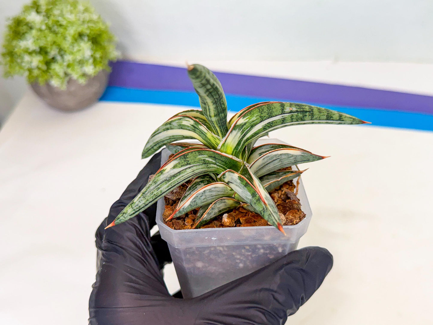Sansevieria Blue Clone White Var (o) | Exact Plant From Listing