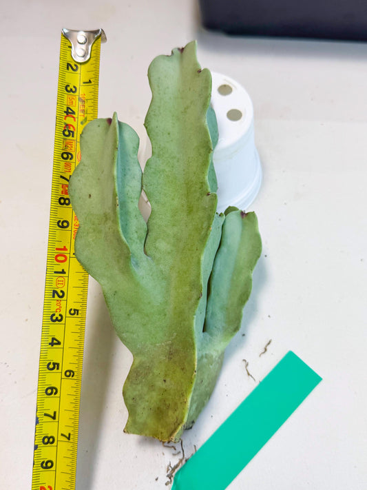 Caralluma Speciosa (g) | Rare House Plant