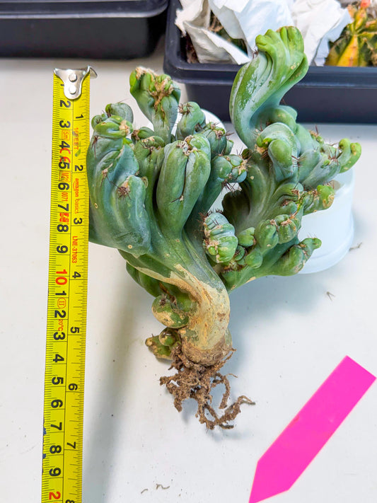 Rare Crested Cactus (p) | Rare House Plant