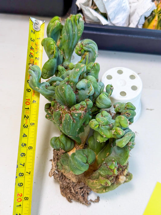 Rare Crested Cactus (y) | Rare House Plant