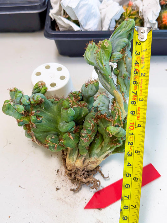 Rare Crested Cactus (r) | Rare House Plant