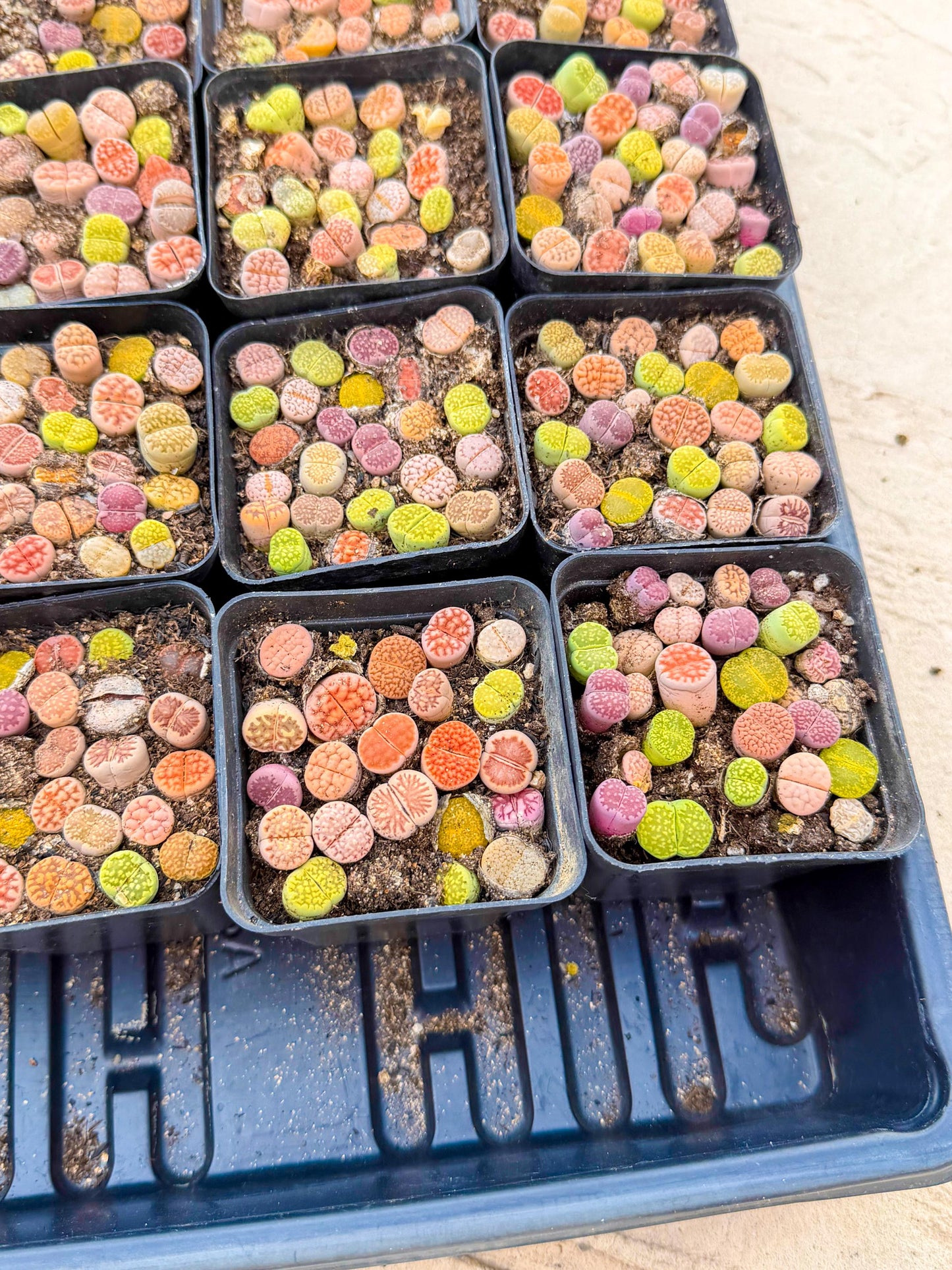 Mix Color Lithops | 1 Pot