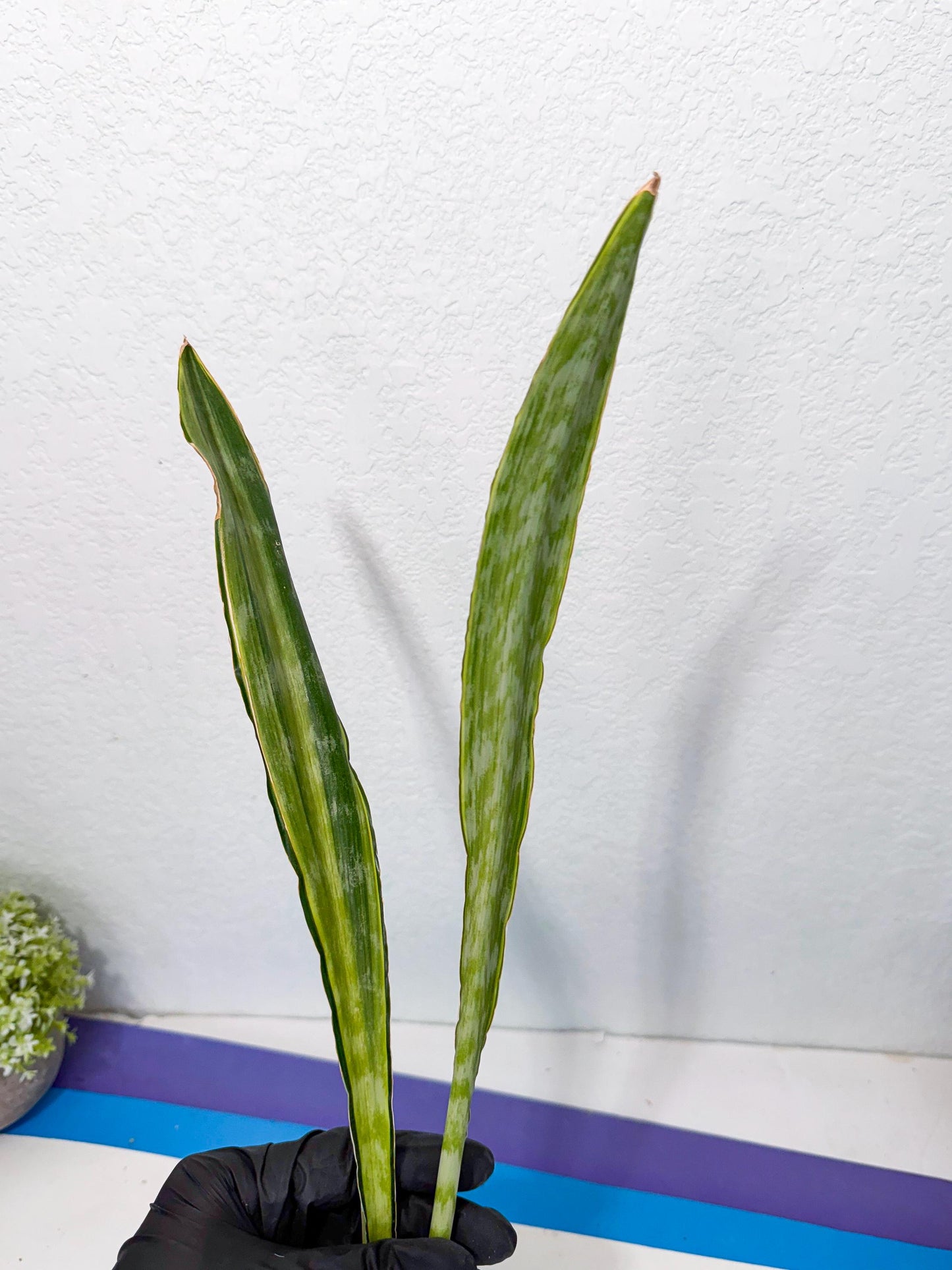 Sansevieria Metalica Yellow (2) | Rare Hybrid Snake plant