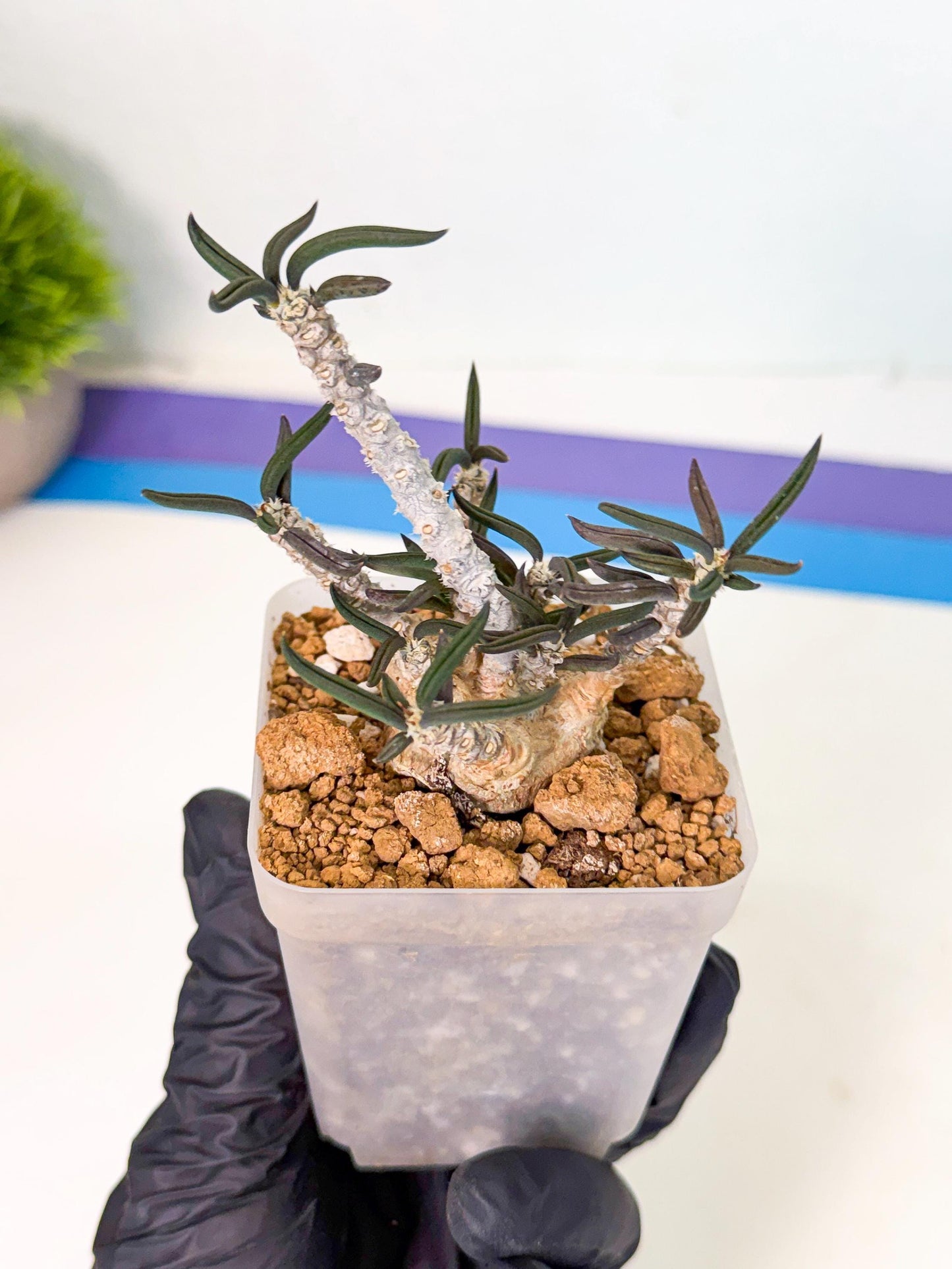 Rare Succulents (2) | Assorted Succulent | Indoor Cactus