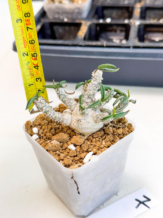 Rare Succulents (7) | Assorted Succulent | Indoor Cactus