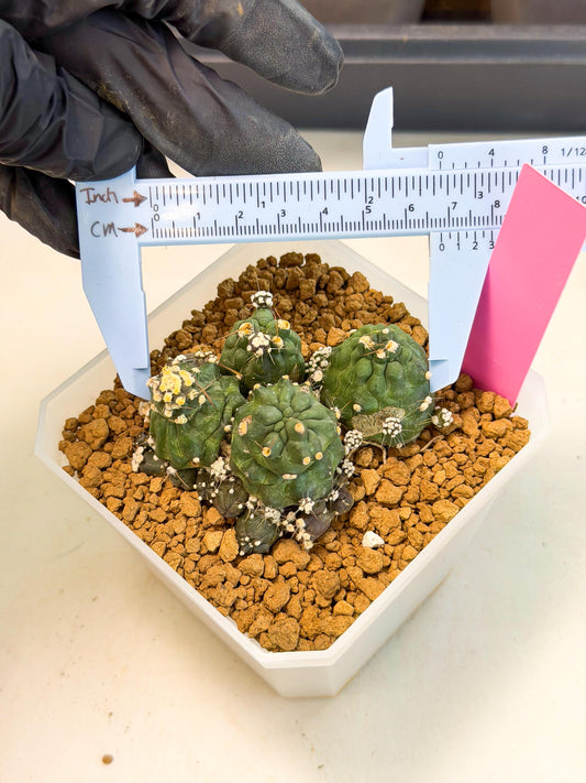 Shaferi Monstruosa (p) | Use Akadama to Root