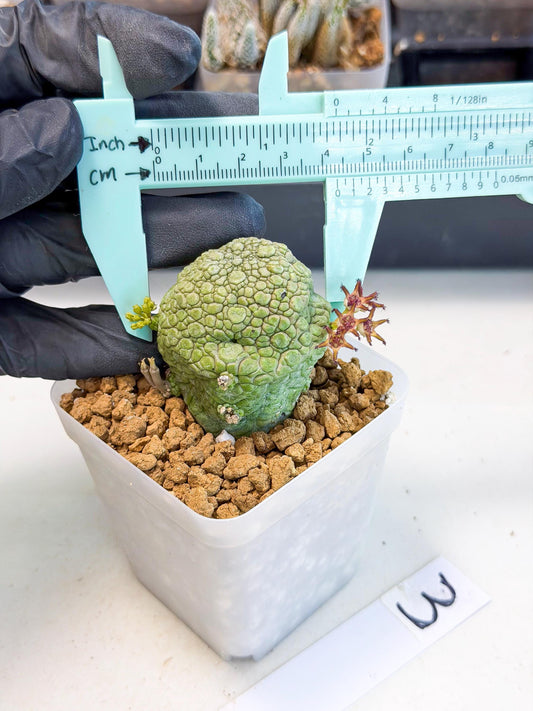 Pseudolithos Migiurtinus (1) | Rare Cactus