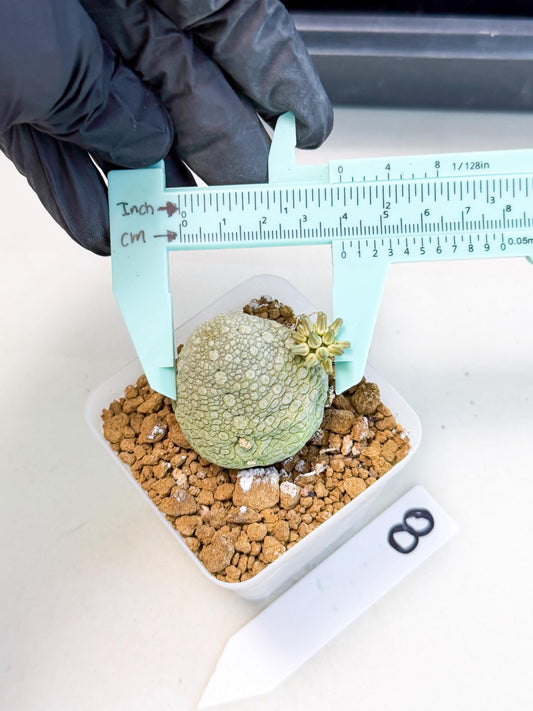 Pseudolithos Migiurtinus (8) | Rare Cactus