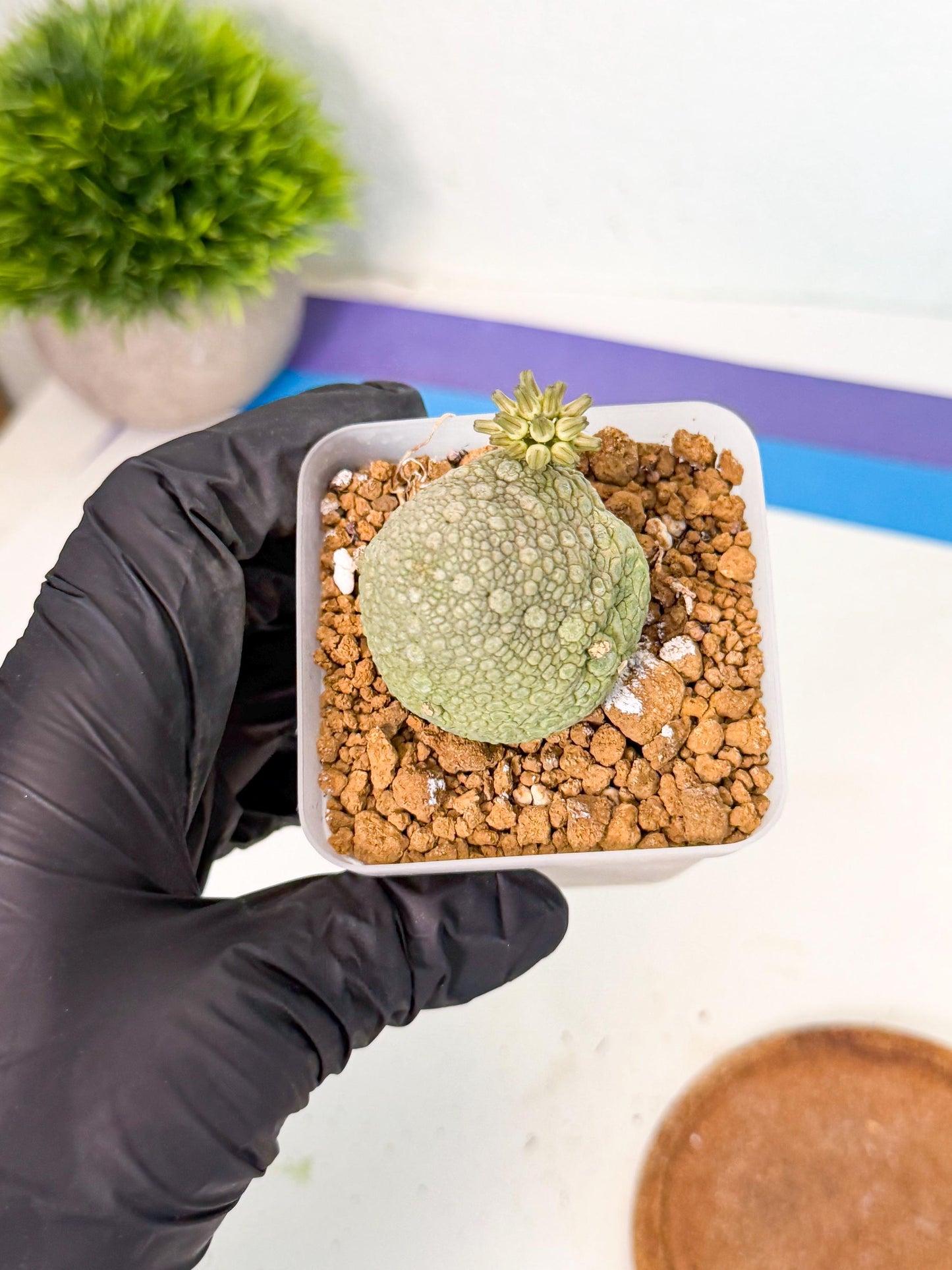 Pseudolithos Migiurtinus (8) | Rare Cactus