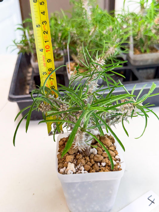 Euphorb Genoudiana (4) | imported Plants