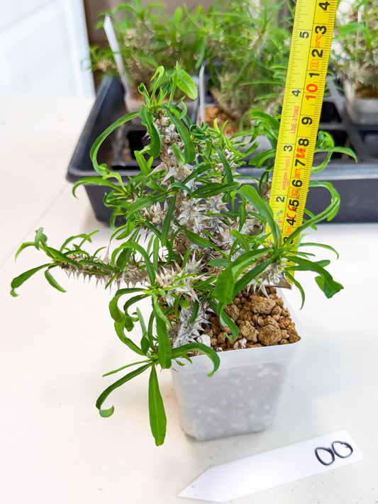 Euphorb Genoudiana (8) | imported Plants