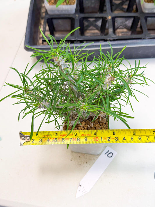 Euphorb Genoudiana (10) | imported Plants