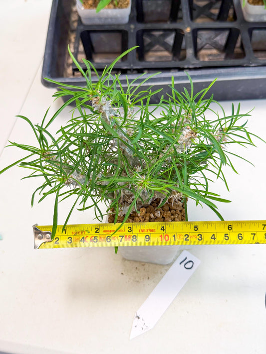 Euphorb Genoudiana (10) | imported Plants