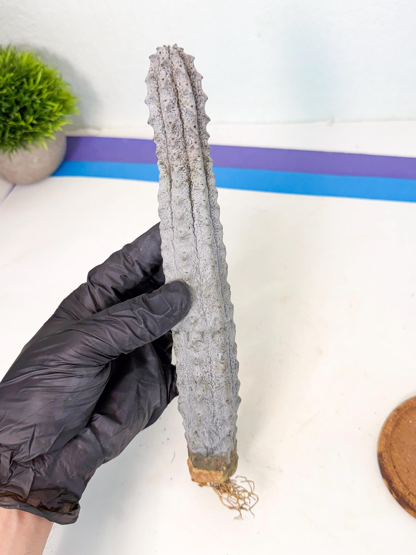 Euphorbia Abdelkuri (8) | Gray Succulent