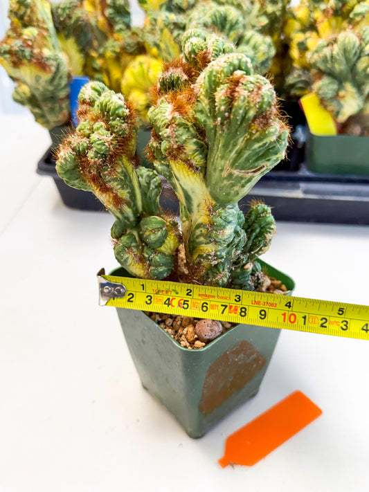 Cereus monstruosus Variegatus Hort (o) | Imported