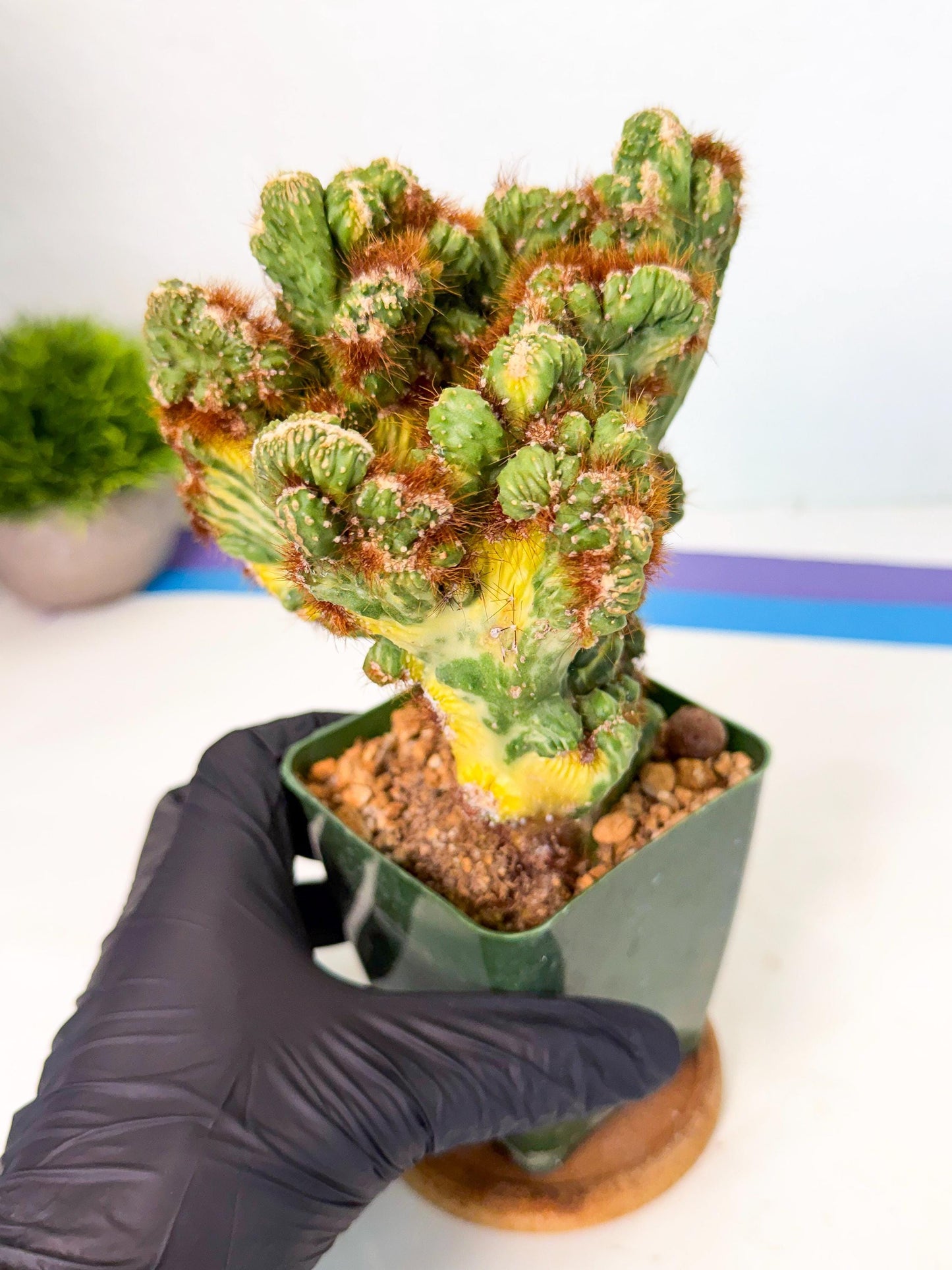 Cereus monstruosus Variegatus Hort (o) | Imported