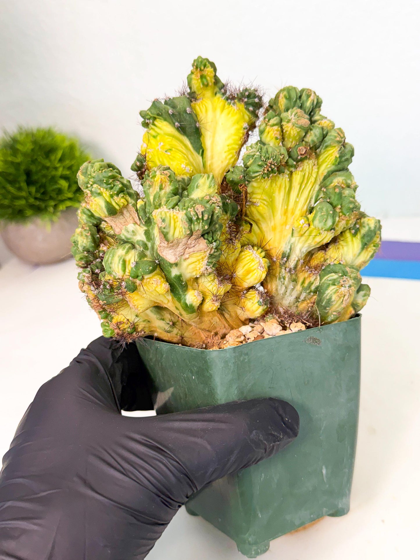 Cereus monstruosus Variegatus Hort (op) | Imported