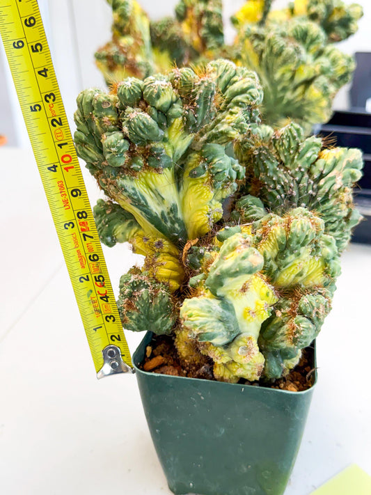 Cereus monstruosus Variegatus Hort (y) | Imported