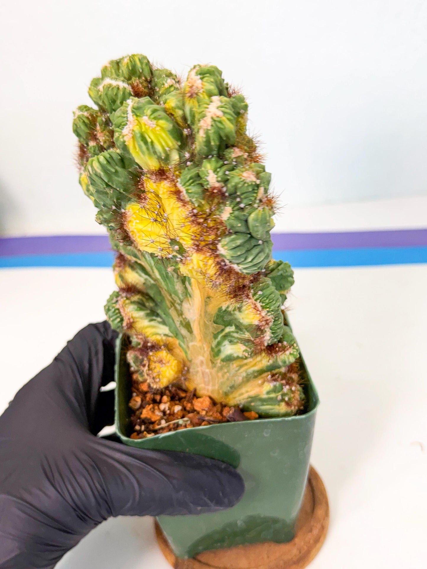 Cereus monstruosus Variegatus Hort (rp) | Imported