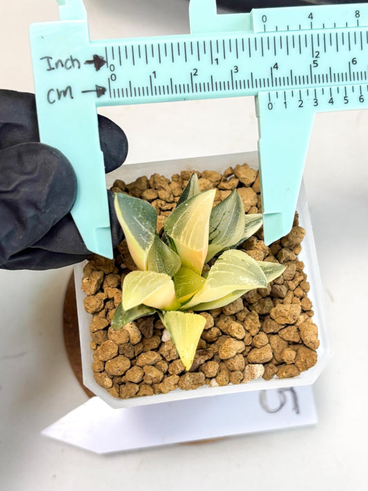 Haworthia Pygmaea Var (wa1) (5) | South Korea Import | Succulent