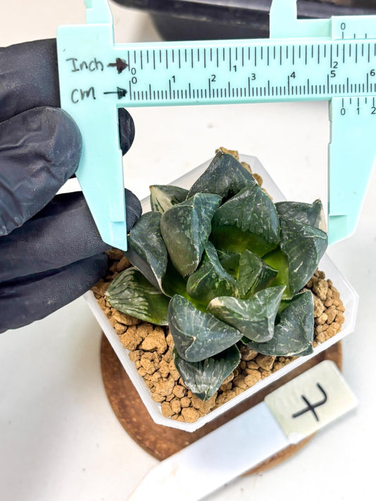 Haworthia Obtusa Hyb Var (wa1) (7) | South Korea Import | Succulent