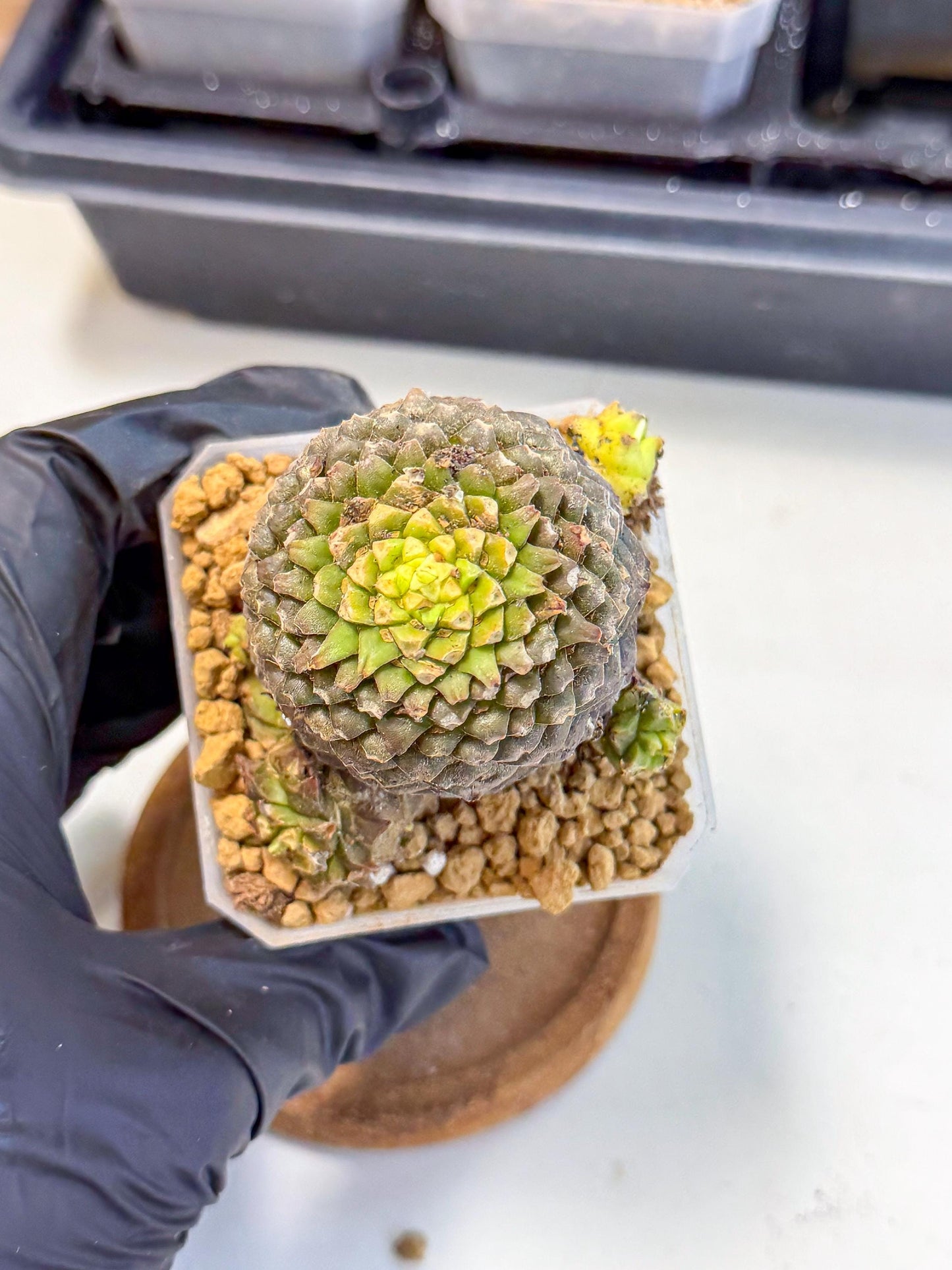Euphorb Bupleurifolia (4) | Rare House Plant