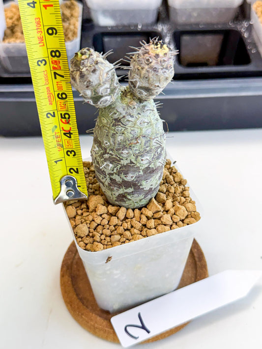 Pachypodioides (2) | Cactus Bonsai