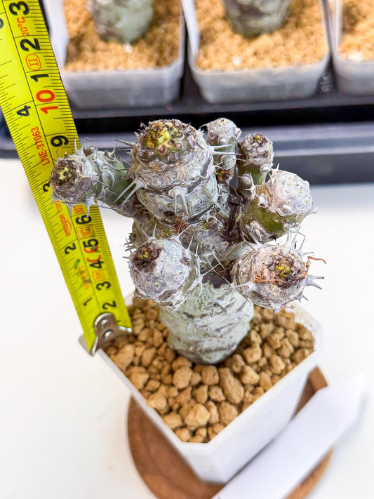 Pachypodioides (4) | Cactus Bonsai