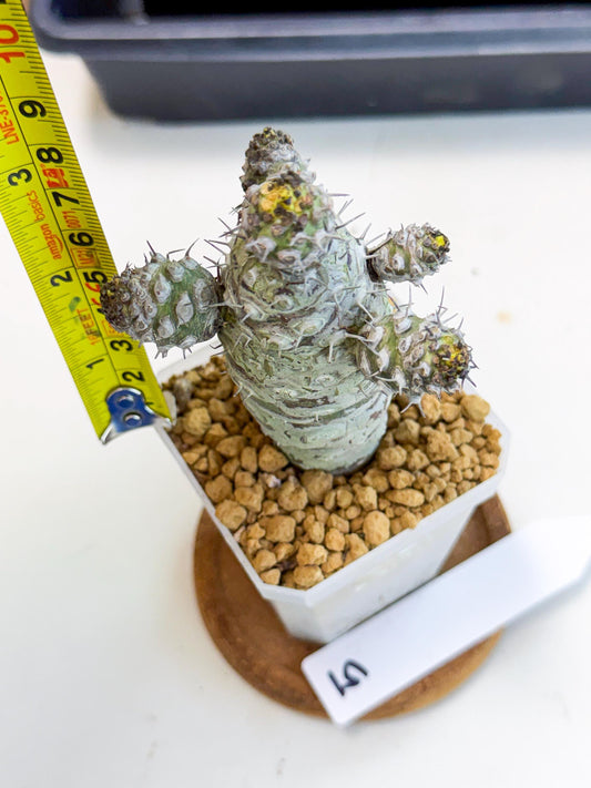 Pachypodioides (522) | Cactus Bonsai