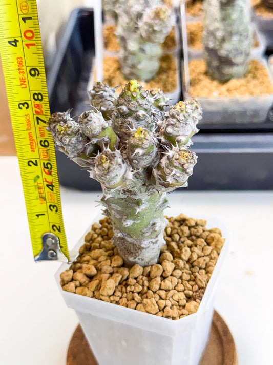 Pachypodioides (8) | Cactus Bonsai