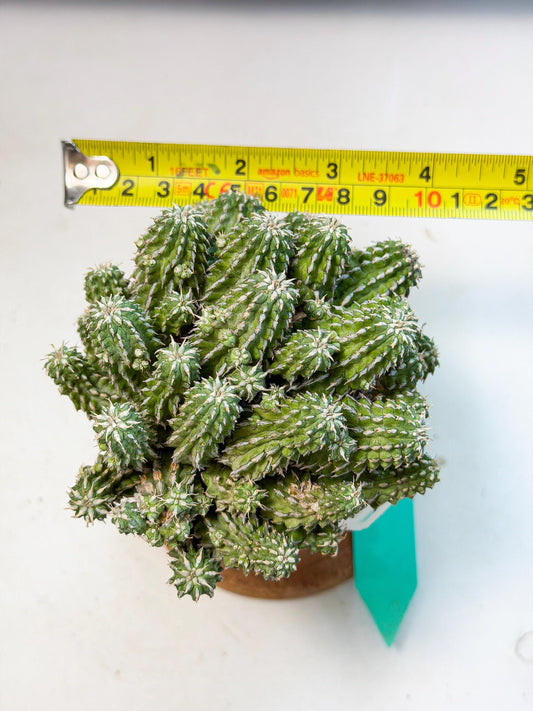 Sepulta Cluster Cactus (g) | Rare Succulent