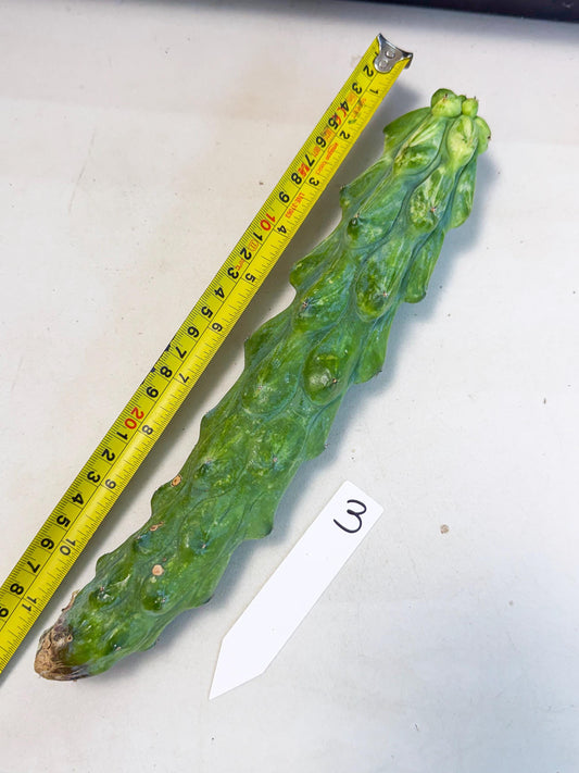 Variegated Boobie Cactus (3) | Best For Drafting