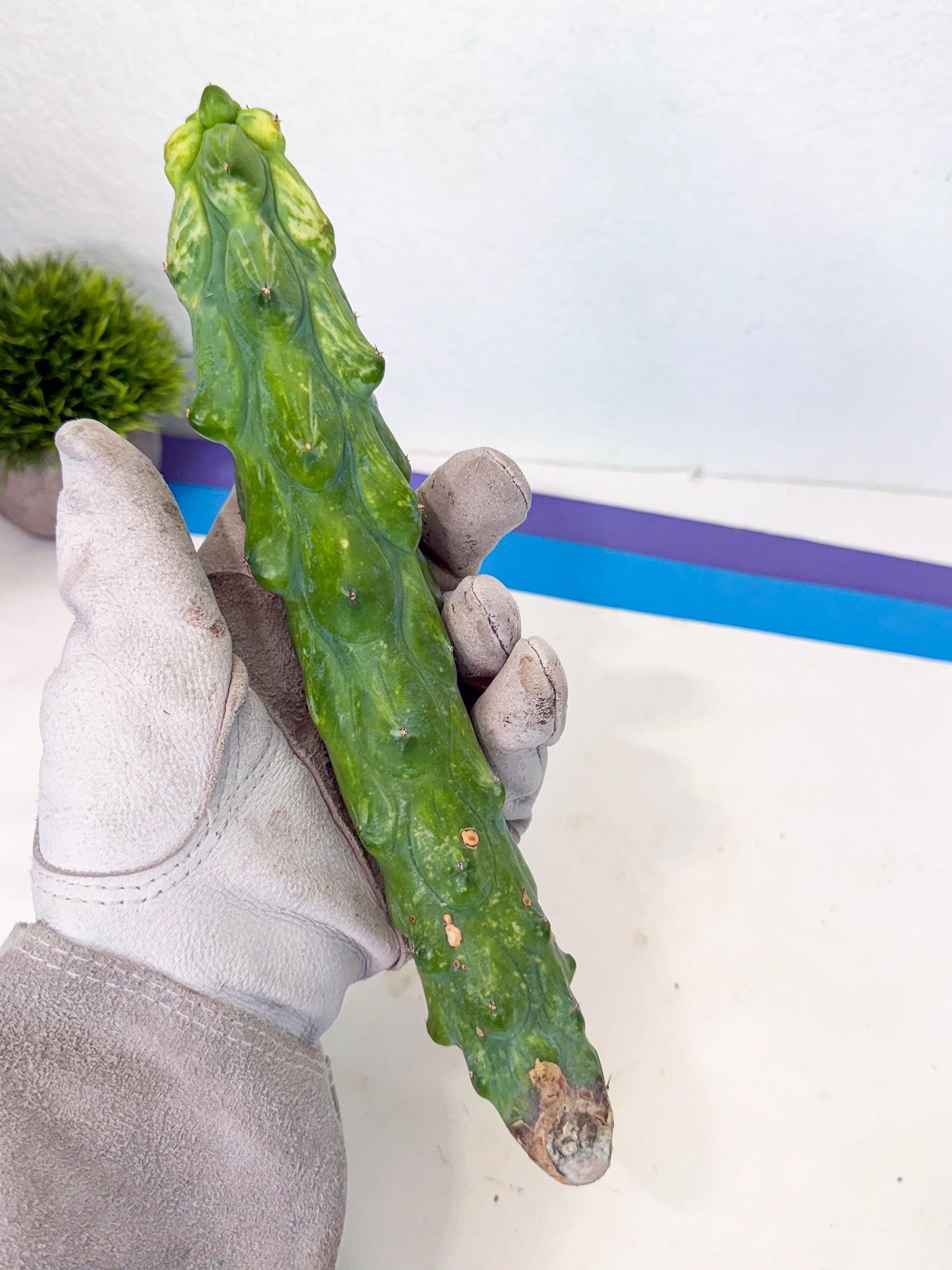Variegated Boobie Cactus (3) | Best For Drafting