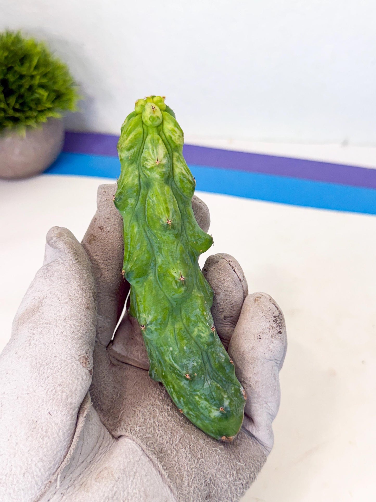 Variegated Boobie Cactus (14) | Best For Drafting