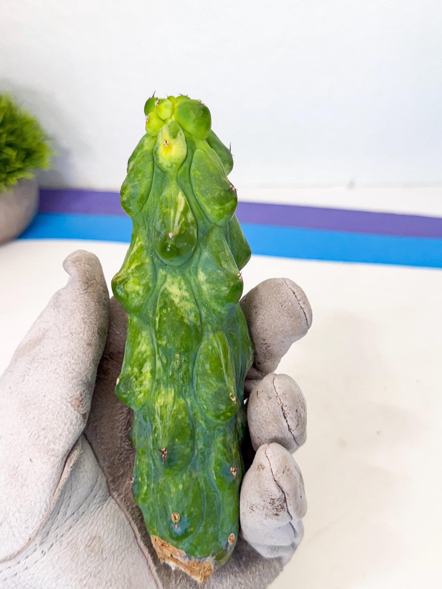 Variegated Boobie Cactus (17) | Best For Drafting