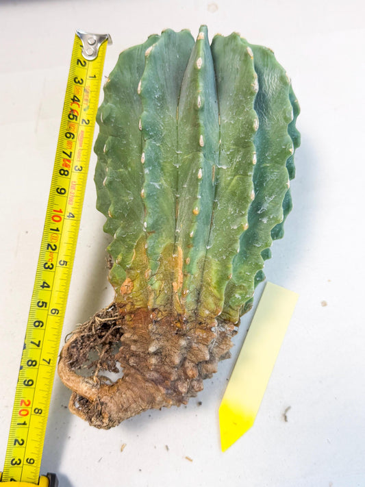 Ferocactus Glaucescens (y) | Rare Cactus