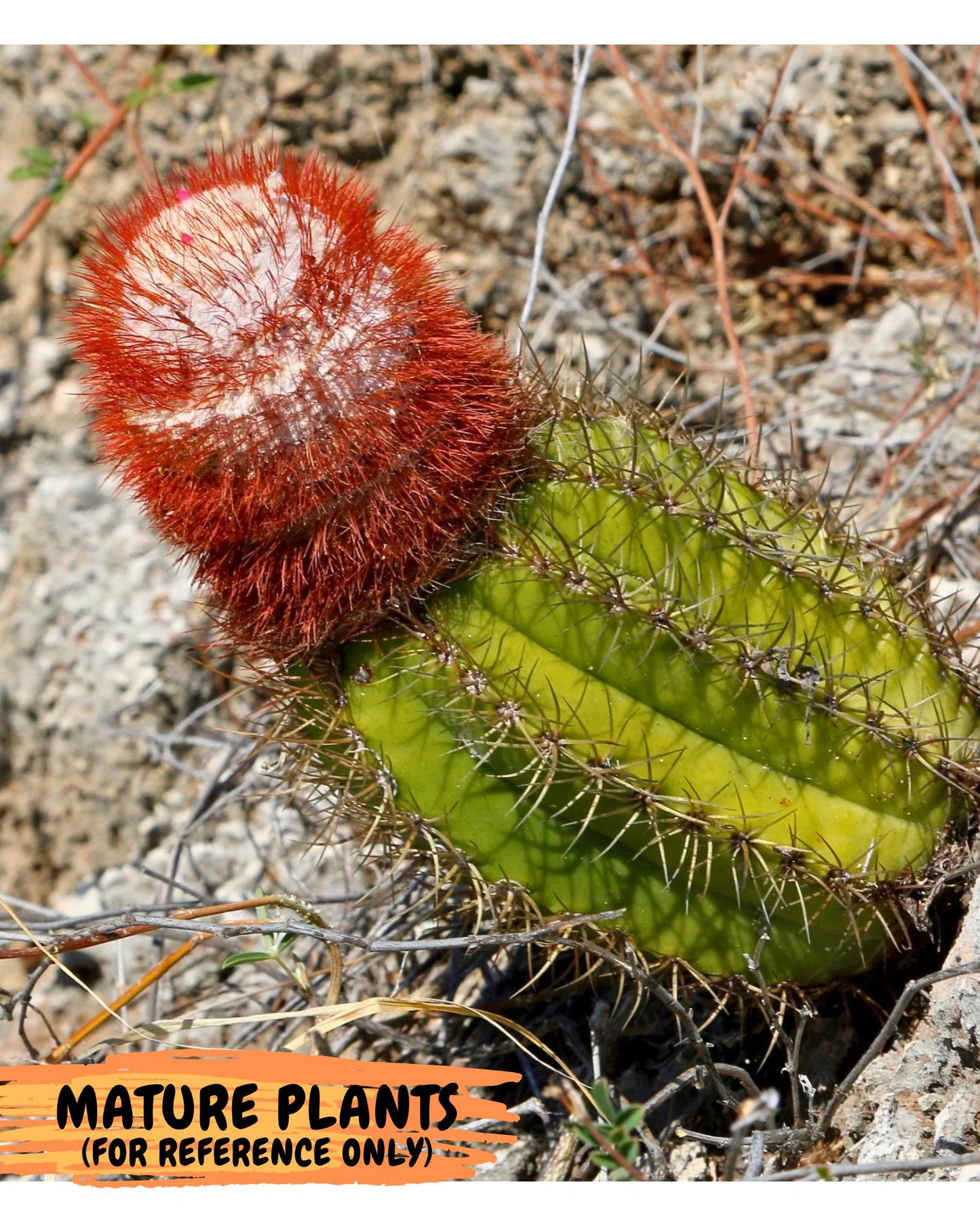 Cereus Geometrizans Matanzanus (p) | House Plant